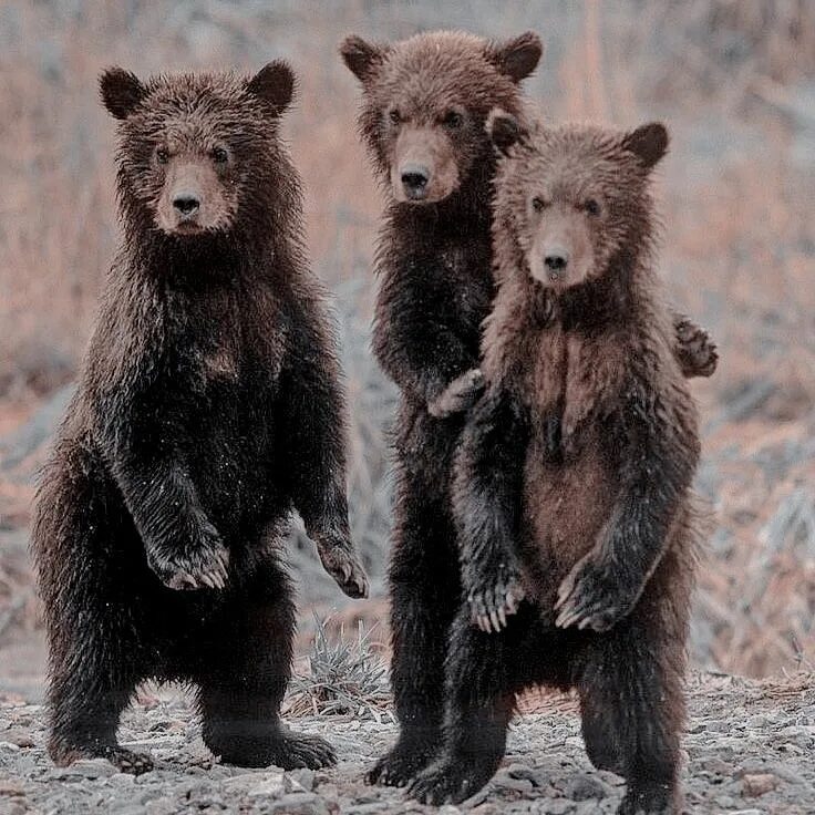 Медведь с медвежонком. Бурый медведь хозяин тайги. Bear страна. Три медвежонка. Медведь под углом.