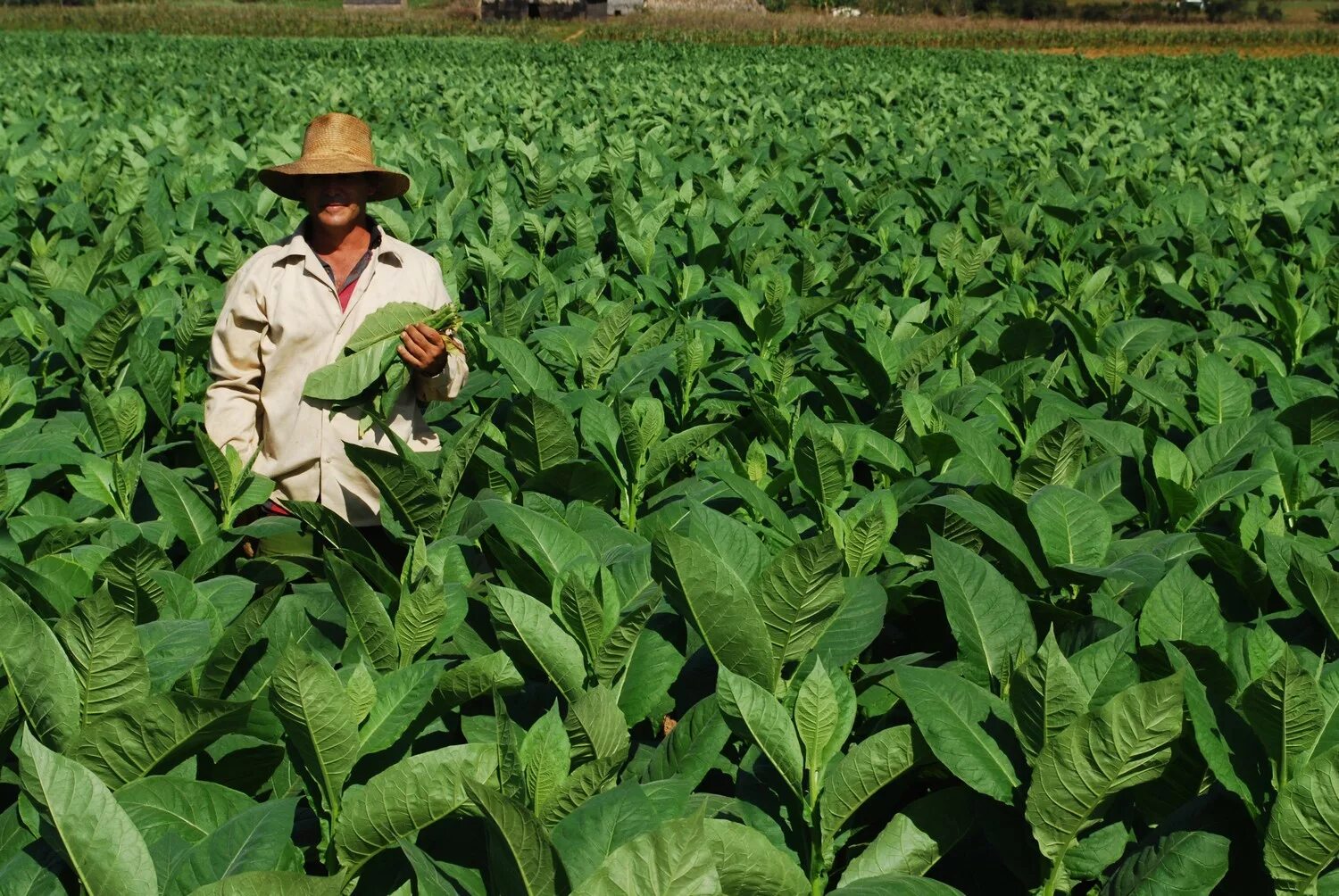 Куба плантации табака. Табак Малави плантации. Мексика табак плантации. Табак Куба плантации.