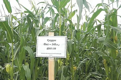 Жертва кукурузы