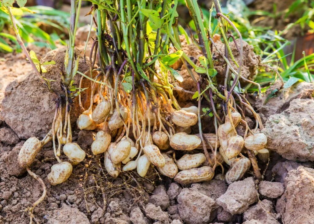 Harvest plants. Земляной арахис. Земляной орех арахис. Арахис культурный Земляной орех. Арахисовое дерево.