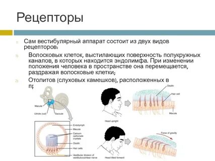 Структуры содержащие вестибулярные рецепторы