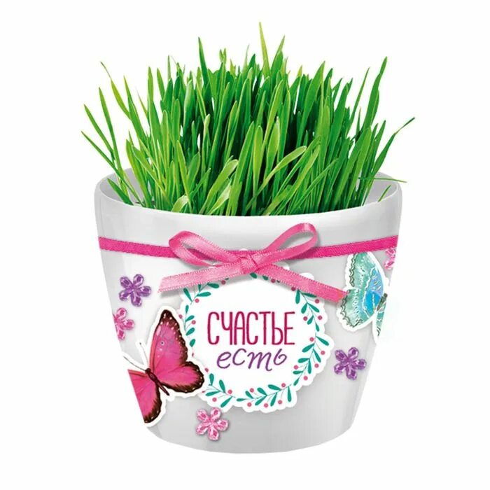Подарок в горшочке. Подарок в горшочке. Упаковка для цветов в горшках. Подарок в горшочке вырастить цветок. Подарок в горшочке.