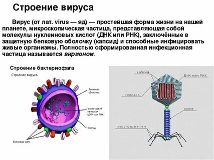 Строение организма вируса