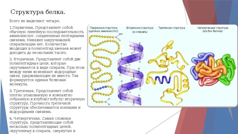 Белки первичная вторичная третичная четвертичная структуры белка. Строение белка первичная вторичная третичная четвертичная структура. Белки первичная структура вторичная третичная. Белки химия четвертичная структура. Первичная структура белка называют