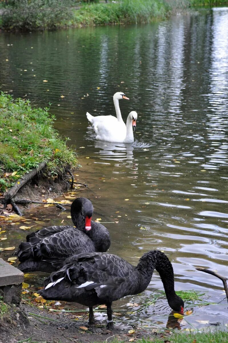Усадьба майданово клинский район. Клин, майданово, 8. Майдановский парк стадион химик. Майданово клин пруд. Усадьба майданово клинский район.