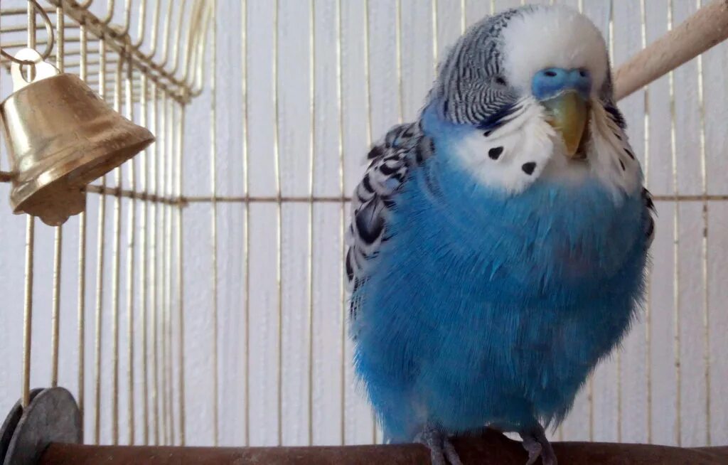 жердочки для волнистых попугаев. волнистый попугай на руке. жердочки для волнистых попугаев. волнистый попугай сидит. волнистый попугай сидит.