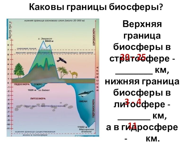 Какие факторы ограничивают распространение жизни в атмосфере. Верхняя и нижняя граница биосферы. Границы биосферы атмосфера гидросфера литосфера. Рис 103 границы биосферы. Литосфера границы распространения жизни.