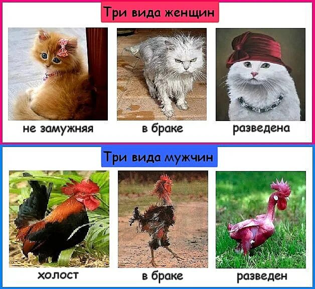 Мужчина до развода и после. Замужем разведена вдова. Замужем разведена. Замужем разведена. Одиночество замужем.