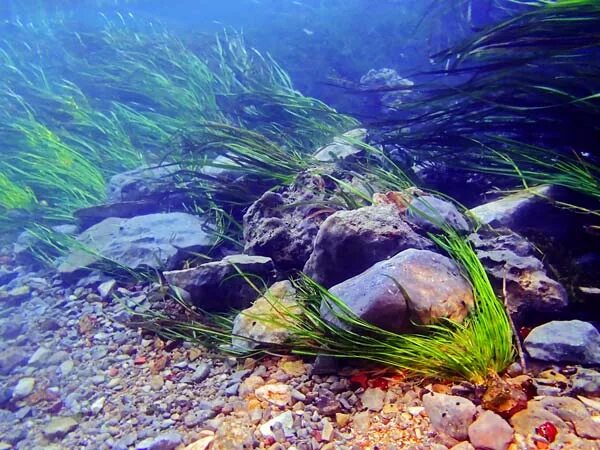 Подводный мир пресноводный. Подводный мир камни. Подводные камни бесшовные. Покажи подводные растения моего края.