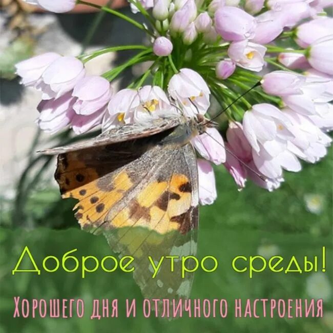 Доброго летнего утра и хорошей среды