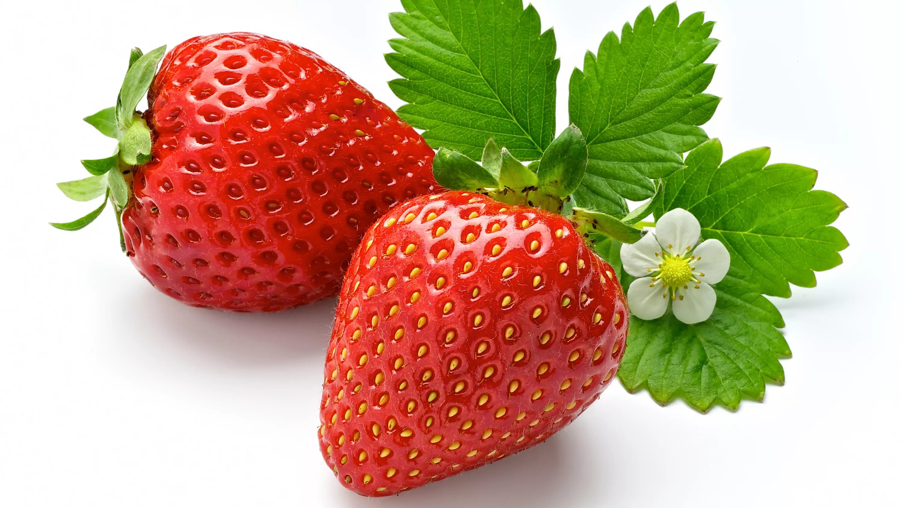 Земляника на белом фоне. Клубника без ягод. Клубника на белом фоне. Клубника на белом фоне. Клубника ягода.