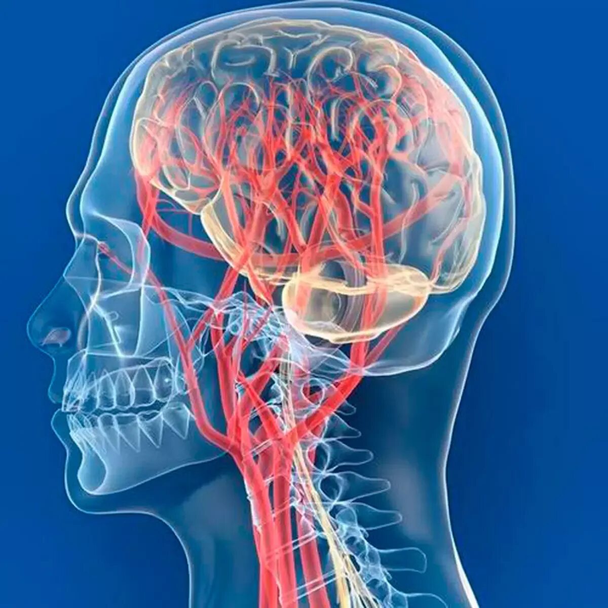 Сосуды головного мозга лечение народными. Сосуды головы и шеи. Кровообращение головного мозга. Кровеносные сосуды головы. Кровообращение головногомоз.