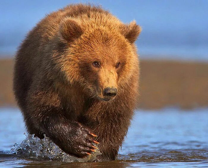 Бурый медведь. Апеннинский бурый медведь. Бурый медведь обыкновенный.. Животные бурый медведь: России.