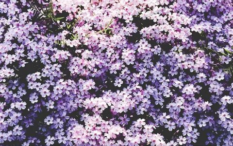 Маленькие цветы их много