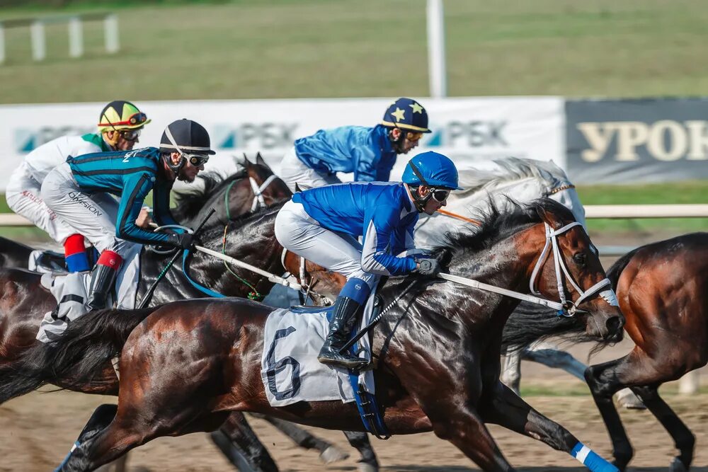 Скачки на ипподроме. Khip 017. Скачки на краснодарском ипподроме. Ипподром зебра. Скаковые цвета.