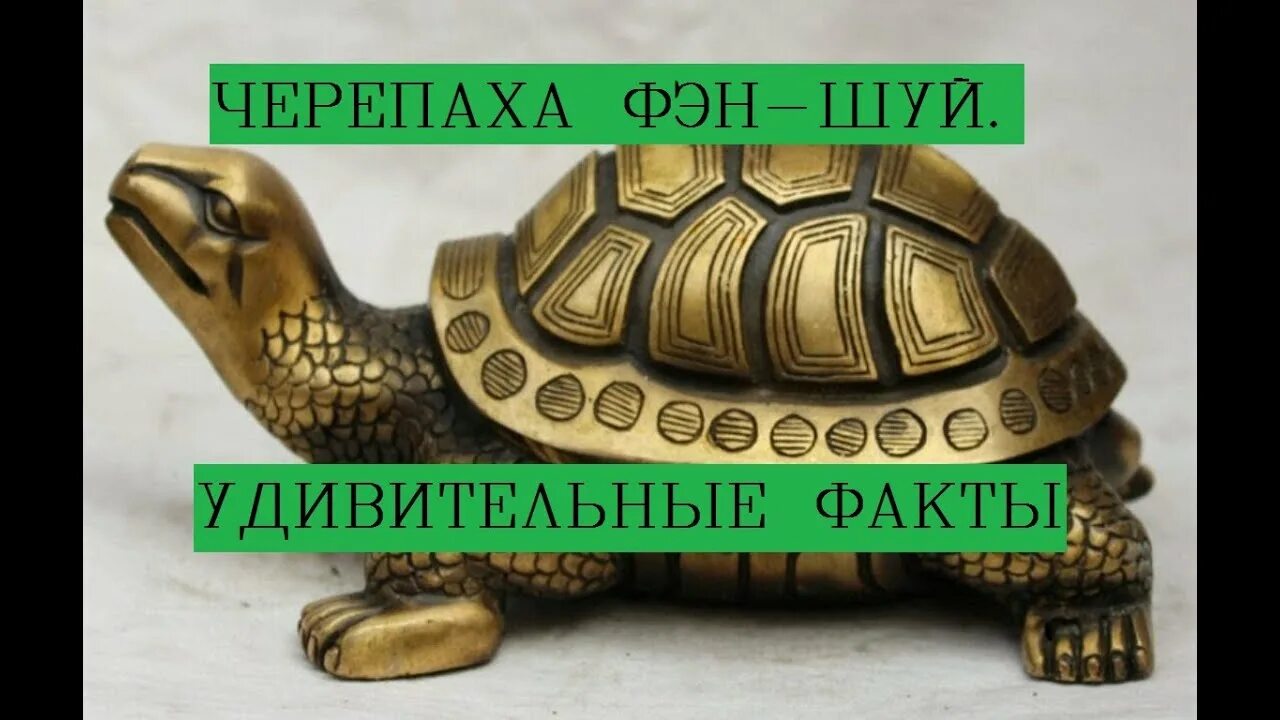 Что означает черепаха как символ. Черепаха тотем. черепаха сувенир. талисман черепахи. черепаха фэн шуй.