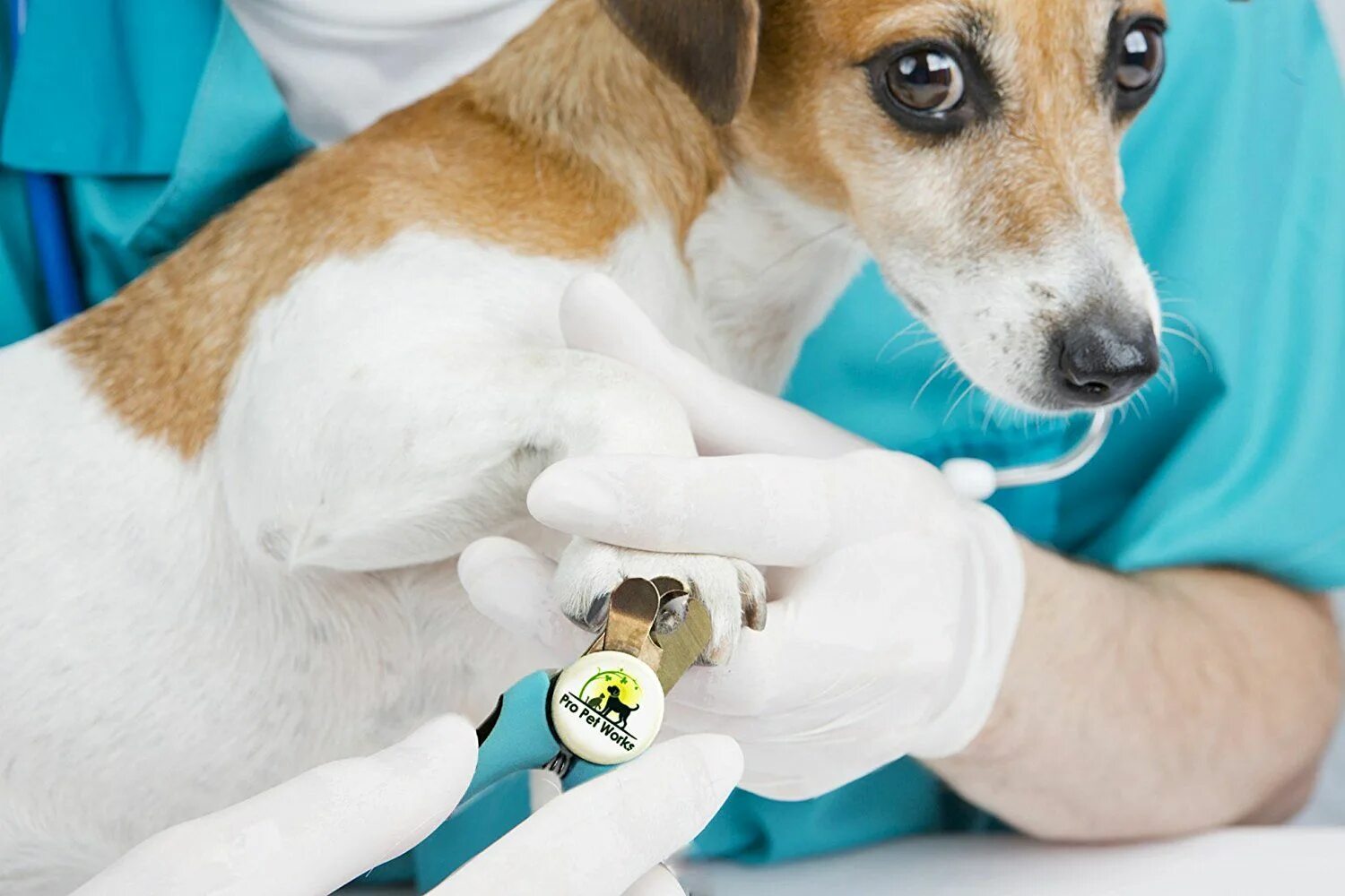 Когти собаки и кошки. Стрижка ногтей у собак. Когти собаки и кошки. Стрижка когтей у собак. Ногти для кошек антицарапки.