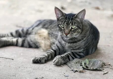 Берет ли кошка