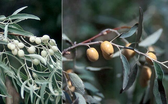 Дикая слива терн. Лох серебристый остролистный. Терпко вяжущим. Терпко вяжущим. Розовое вино книга.