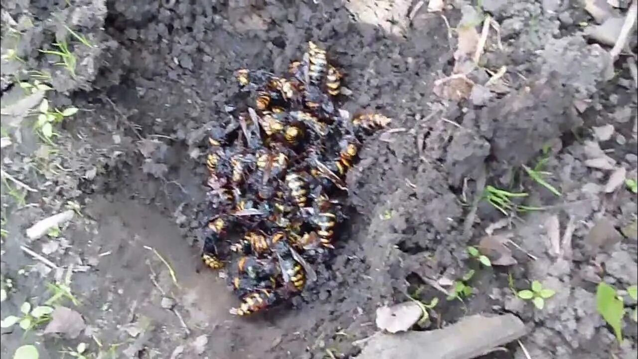 Шершни псковская область
