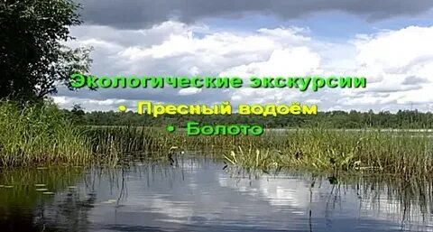 Болото является пресным водоемом