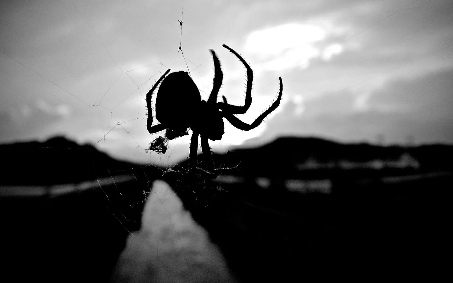 Черный паук. Символ человека паука. Паук обои. Паук обои. Паук на черном фоне.