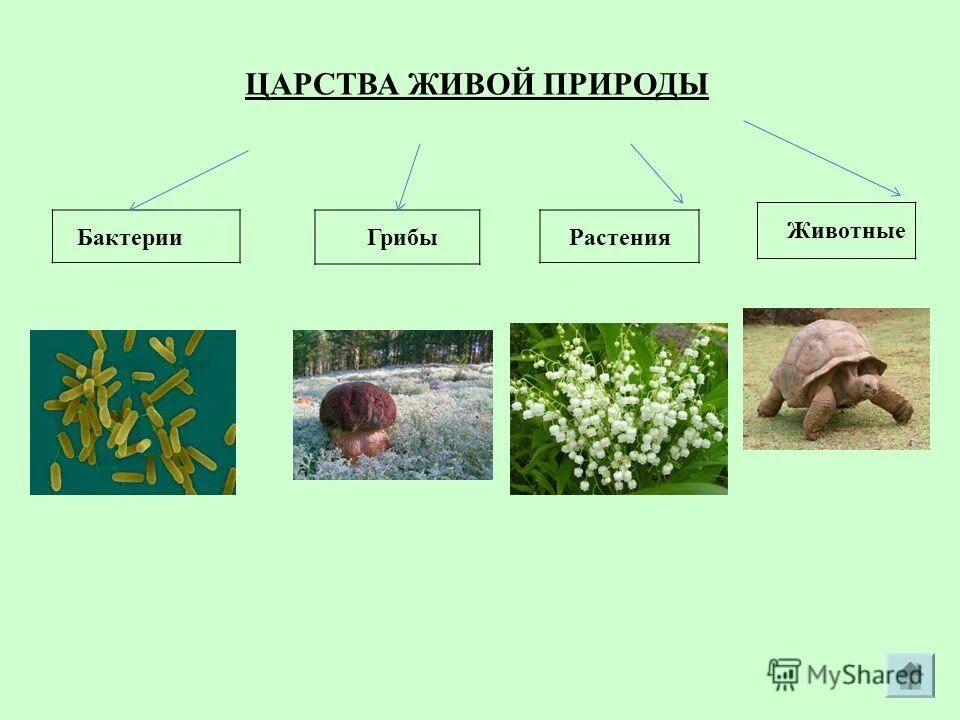 Царства живых организмов 6 класс