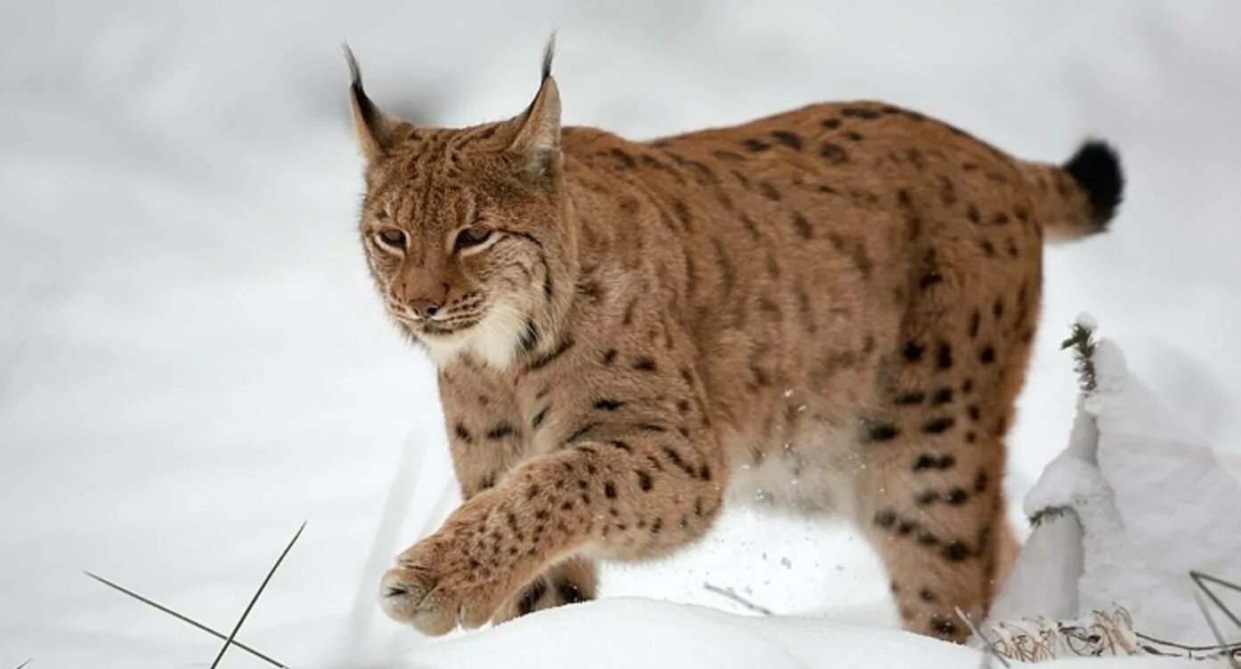 Курганская рысь. Туркестанская Рысь. Обыкновенная Рысь Lynx Lynx. Туркестанская Рысь в красной книге. Гималайская Рысь.