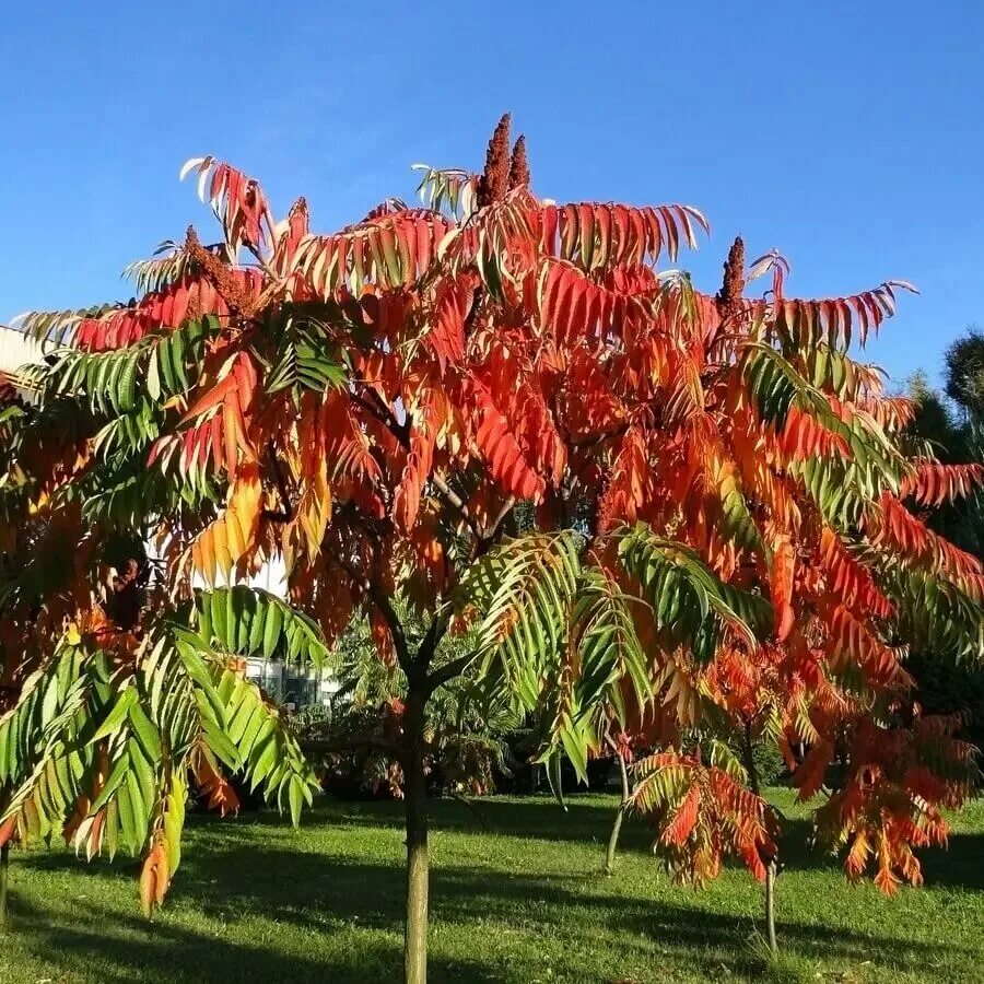 Сумах оленерогий, пушистый, уксусное дерево (Rhus typhina).. Сумах оленерогий Rhus typhina. Сумах пушистый оленерогий уксусное дерево. Сумах оленерогий уксусное дерево.