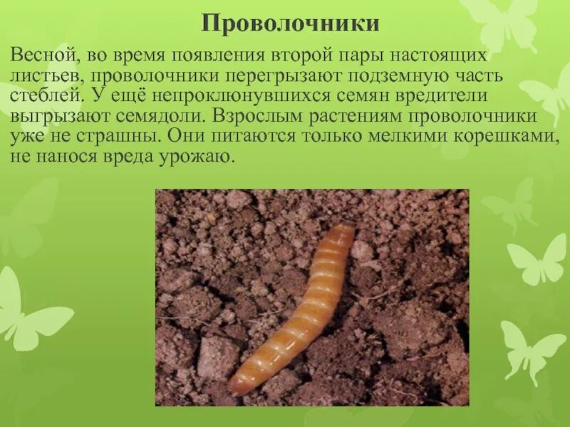 Белые личинки проволочника. Картофельный жук проволочник. Проволочник царство. Жук червяка проволочника. Белые личинки проволочника.