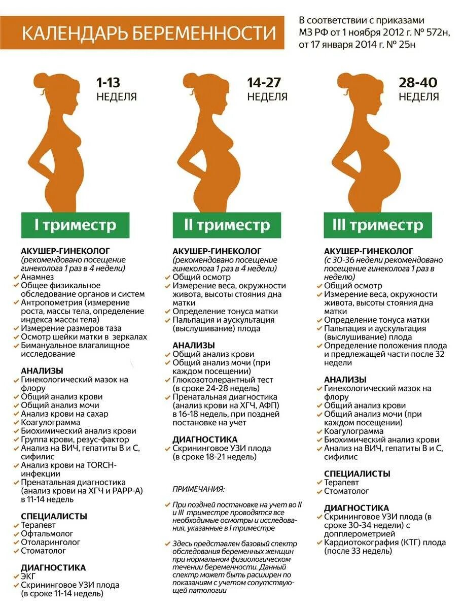 1 Первый триместр беременности. Срок 1 триместра беременности по неделям. Сроки первого триместра беременности. Сроки второго триместра беременности. Когда заканчивается 3 триместр