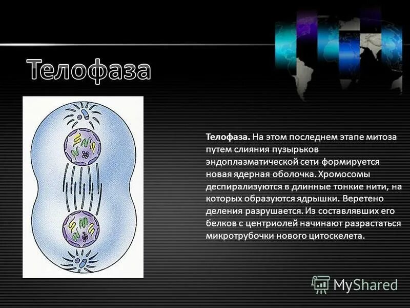 Конец телофазы митоза. Телофаза митоза. фазы митоза телофаза. деление клетки телофаза. процессы происходящие в телофазе.