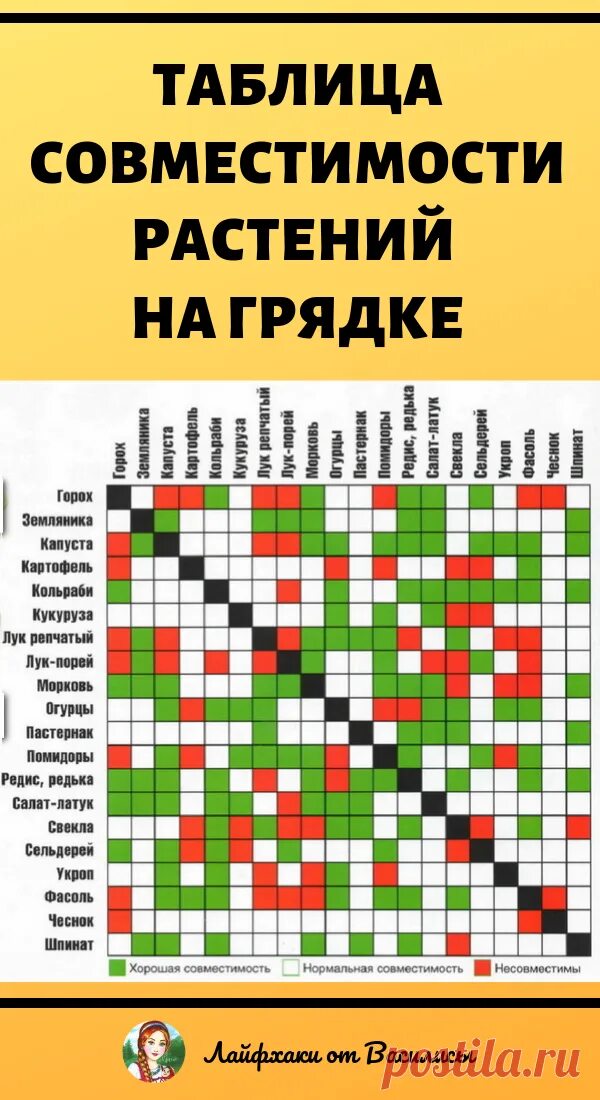 Соседство на грядке. Соседство на грядке. Совместимость томатов с другими культурами в теплице таблица. Совместимость овощей на огороде при посадке таблица. Совместимость растений на грядке.