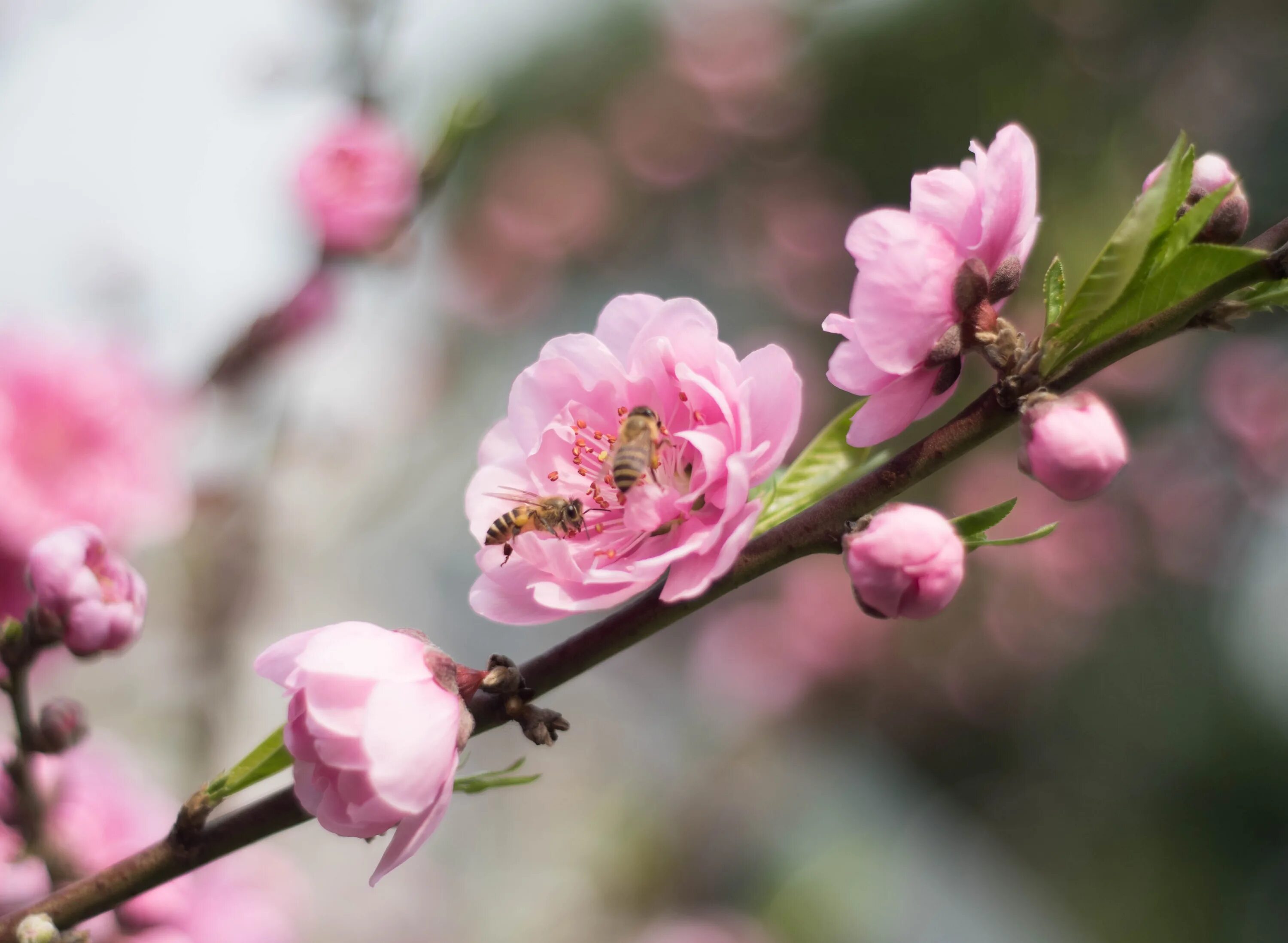 Plum blossom. Японская слива Умэ. Цветущая слива Умэ Япония. Слива Умэ цветение. Цветы Умэ японская слива.