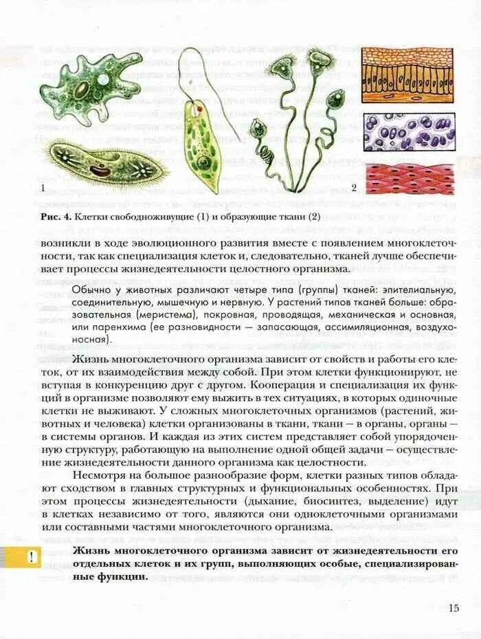 Биология 9 класс параграф 9 читать. Биология 9 класс Пономарева Корнилова. Клетки свободноживущие рис 6. Клетки свободноживущие и образующие ткани рис 6. Биология 9 класс учебник Пономарева.