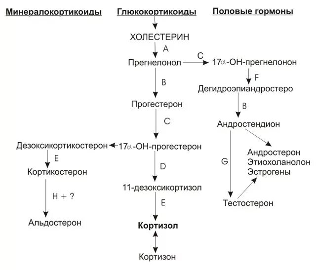 Гормон 17 он прогестерон. Схема биосинтеза стероидных гормонов в коре надпочечников. Схема биосинтеза гормонов коры надпочечников. Схема синтеза гормонов коры надпочечников. Схема синтеза гормонов надпочечников.