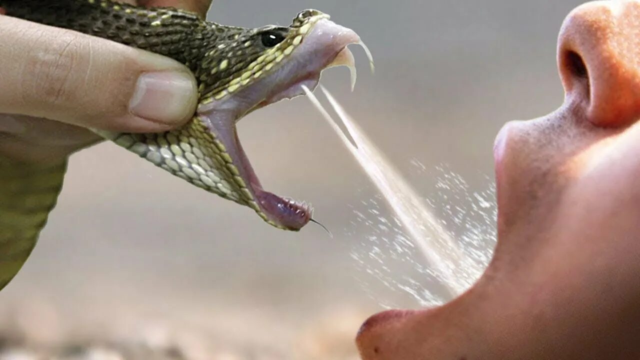 Как выглядит укус кобры Govt working on guidelines to deal with snakebites India Today