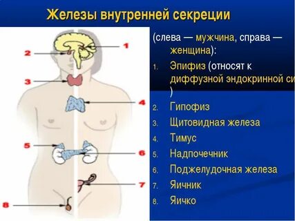 Железы физического тела