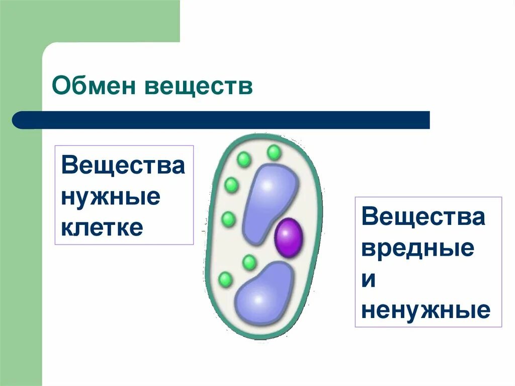 Жизнедеятельность клетки 6 класс биология таблица. Процессы жизнедеятельности растительной клетки 6 класс биология. Жизнедеятельность клетки 5 класс биология. Жизнедеятельность клетки 5 кл. Биология таблица.