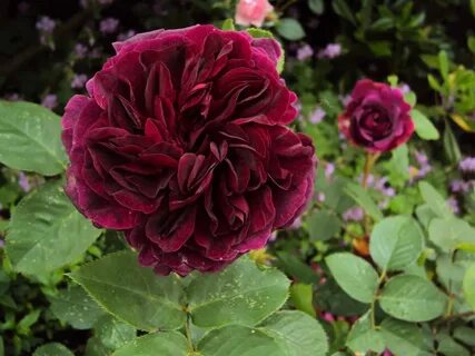 Master rose