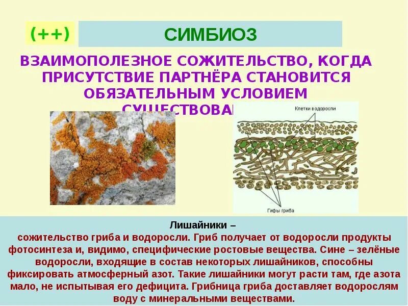 Гриб и водоросль в составе лишайника. Лишайники комплексные симбиотические организмы. Симбиотические отношения лишайник. Лишайник с цианобактериями. Мутуализм лишайники.