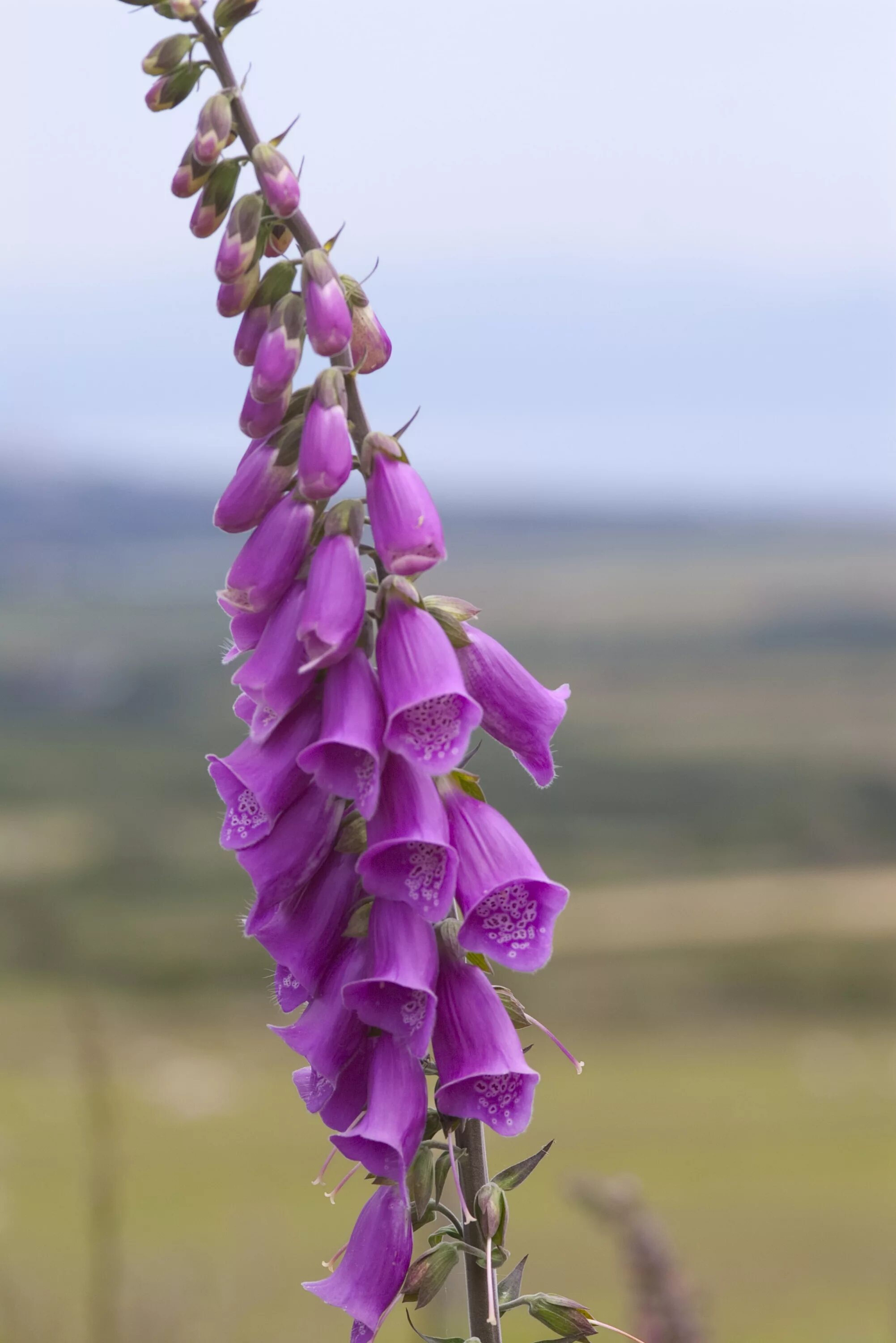 Foxglove. Дигиталис наперстянка. Наперстянка Foxglove. Наперстянка Зарница. Наперстянка многоцветковая.