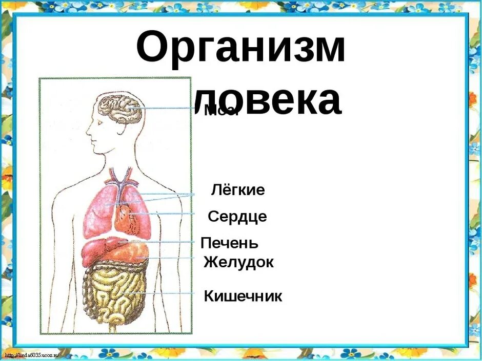 Фото строения человека 4 класс