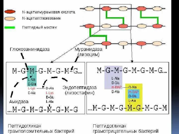 Пептидогликан клеточной стенки. Грамположительные бактерии пептидогликан. Пептидогликан клеточной стенки бактерий. Пептидогликан грамотрицательных бактерий.