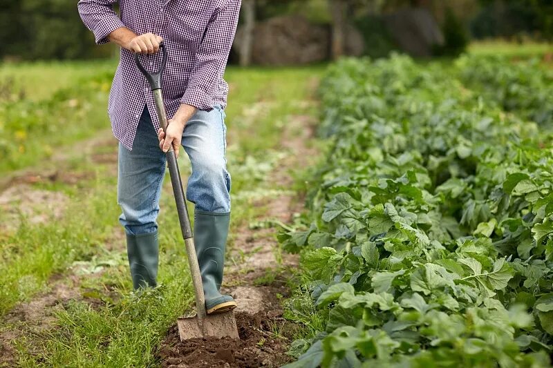 Digging на русском. Фермер проснулся. Работаем на даче фото. Старушка с лопатой совковой. Agricultor.