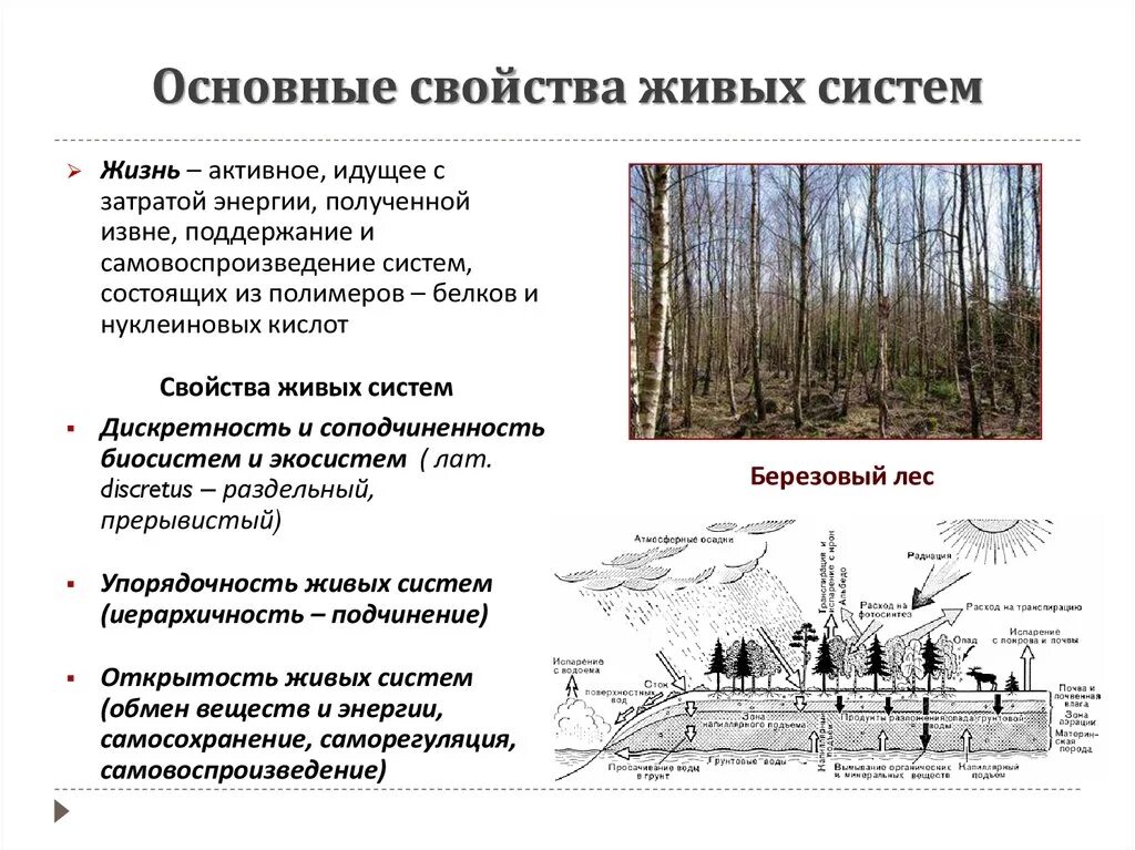 Главные свойства жизни. Основные свойства живых систем. Общие особенности живых систем. Характерные черты живых систем. Принципы организации живых систем.