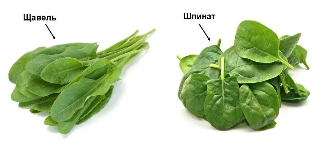 Щавель это шпинат CoffMachines.ru