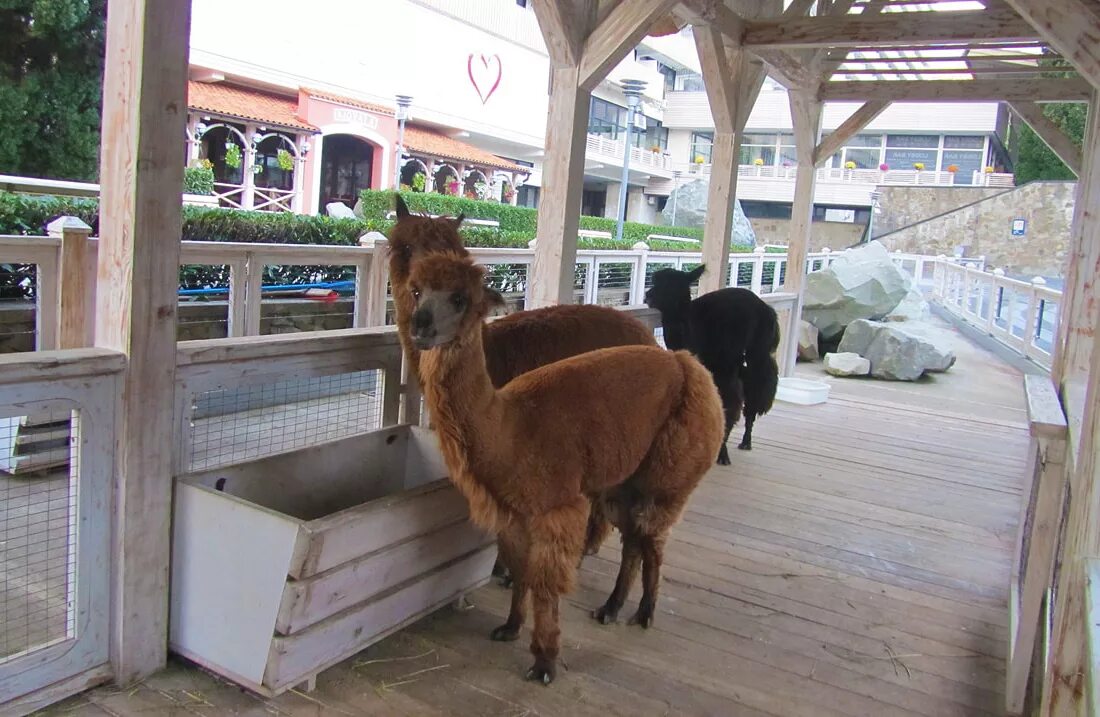 Ялта интурист зоопарк. Ялта интурист зоопарк обезьян. Зоопарк на территории ялта интурист. Зоопарк в орловском парк отеле. Отель ялта интурист зоопарк.