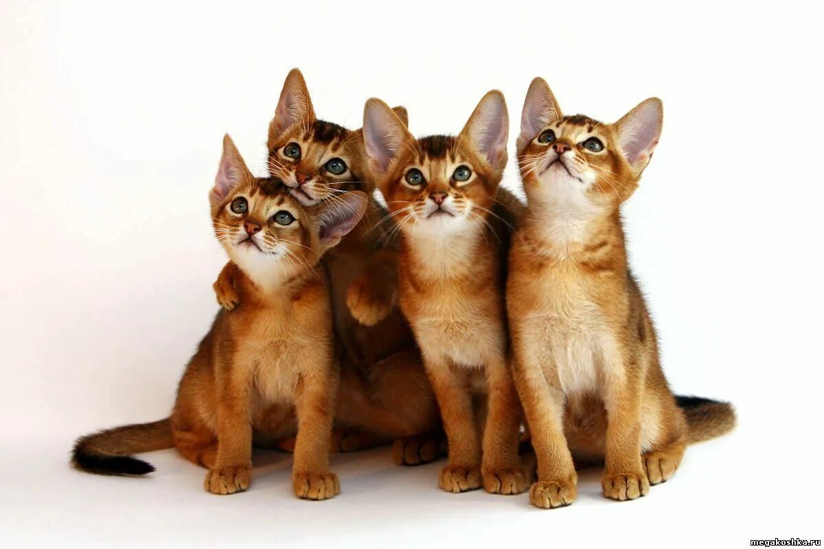 Кошка с котятами. Европейская короткошерстная кош. Кошка jpeg. Породы кошек видео для детей. Красивые котята.