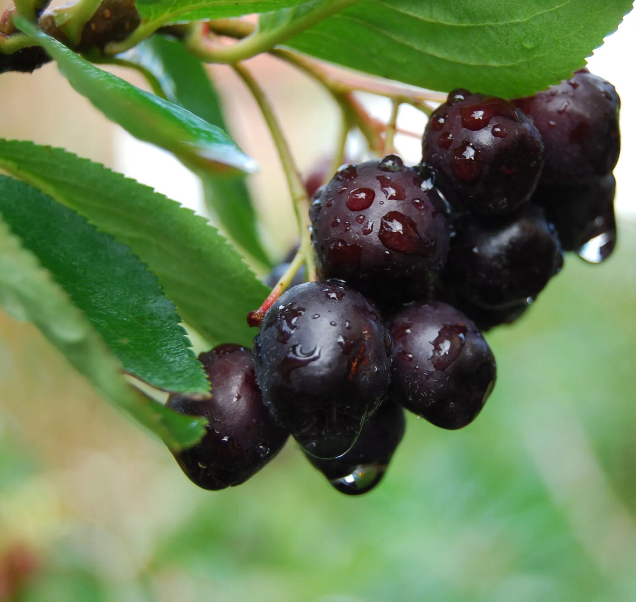 арония красная (арбутолистная) бриллиант. арония описание фото. арония описание фото. арония смуглянка. арония сливолистная арон.